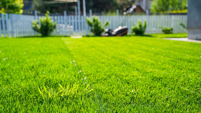 Green lawn on a sunny day