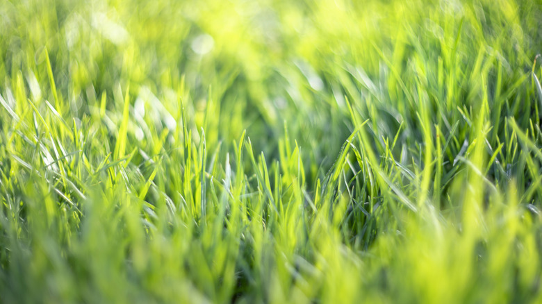 a closeup of green grass blades