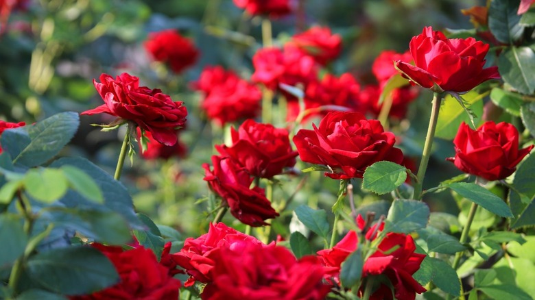 A close up of red rose bushes in the garden.