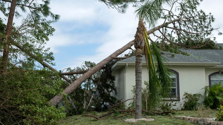 Fallen tree over house following hurricane