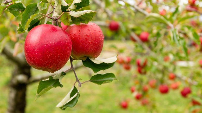 Apple trees with ripe red apples in the garden.