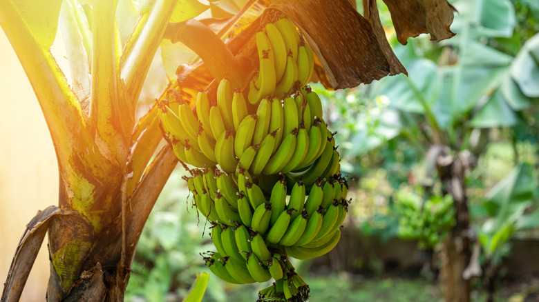 green bananas on tree in bright sunny day
