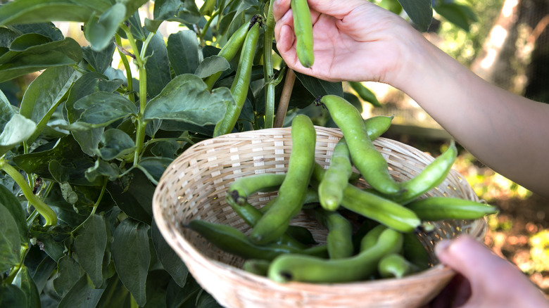 Fava beans being picked from a home garden