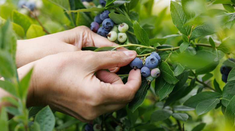 view of female hands while picking ripe blueberries