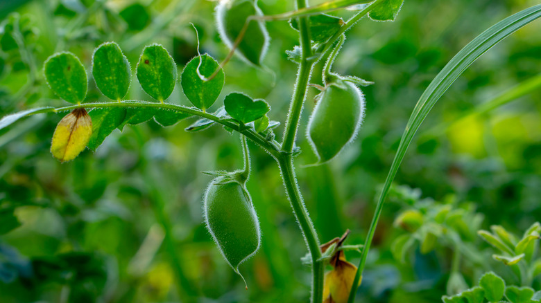 chickpeas growing in the garden