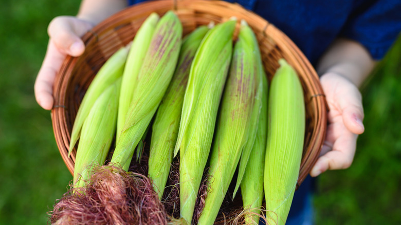 Close-up of child hand holding basket of fresh corn