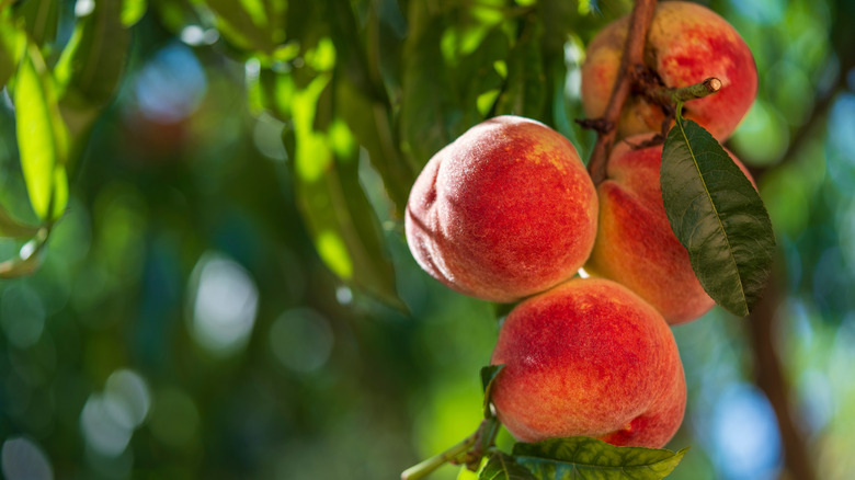 Fresh, ripe peaches on the tree