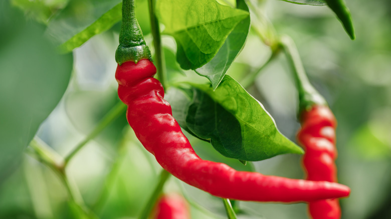 homegrown 'Ring of Fire' cayenne peppers