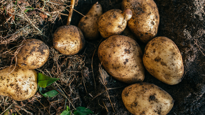 Ripe organic potato in a garden.