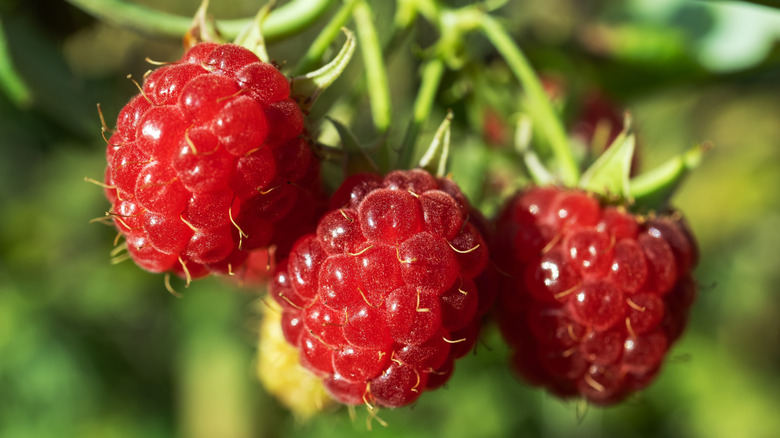 Ripe raspberries on a bush
