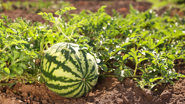 Ripe watermelon growing in field on sunny day