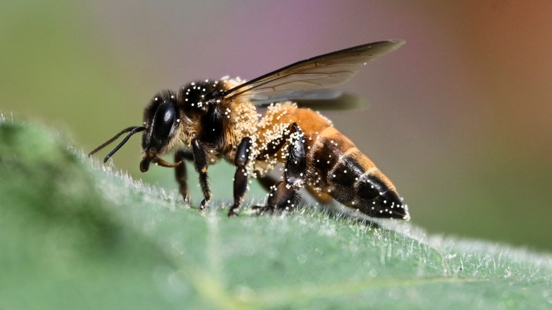 bee close up