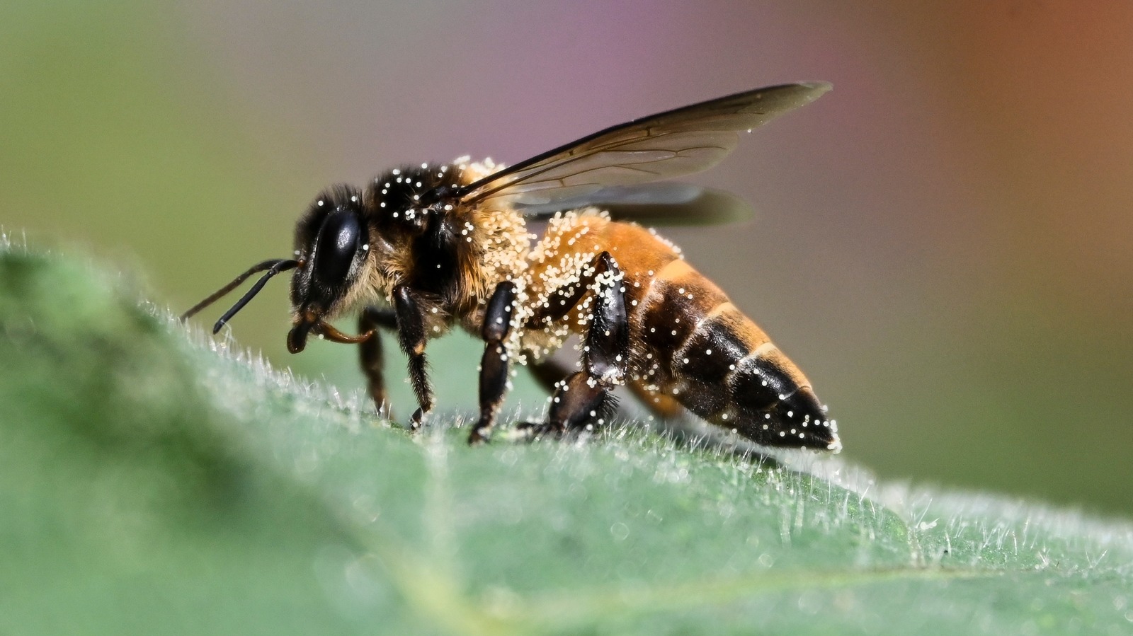 The Essential Early Spring Perennial Pollinators Can't Resist