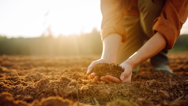 A person holds soil in their hands as the sun shines