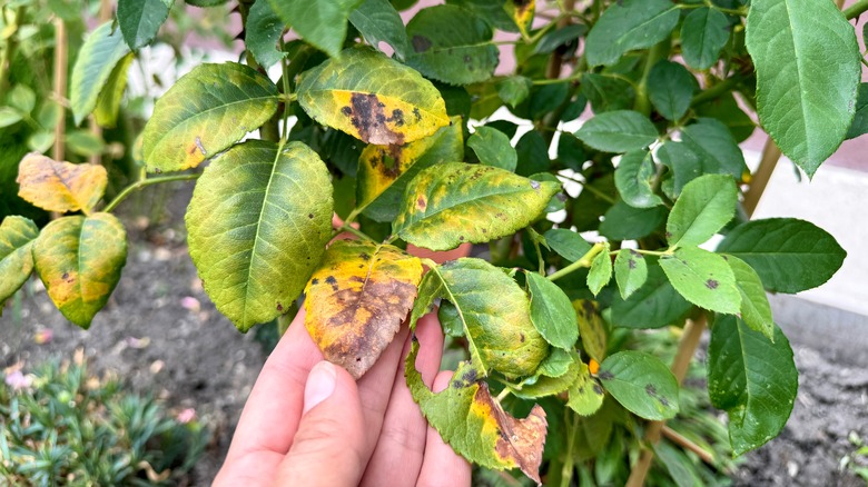 Winter lettuce covered in a light frost