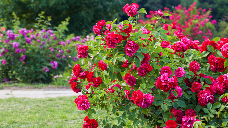 Healthy rose bush with reddish pink blossoms