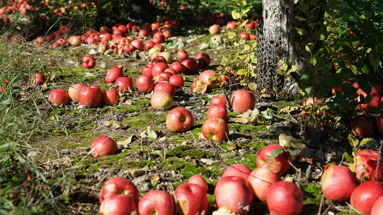 fallen apples on the ground under fruit trees