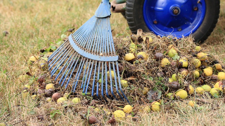 grass, leaves, and fruit getting raked up