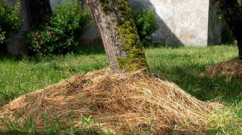 Straw mulch at bottom of tree