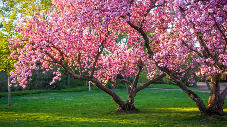 Cherry trees in bloom in field