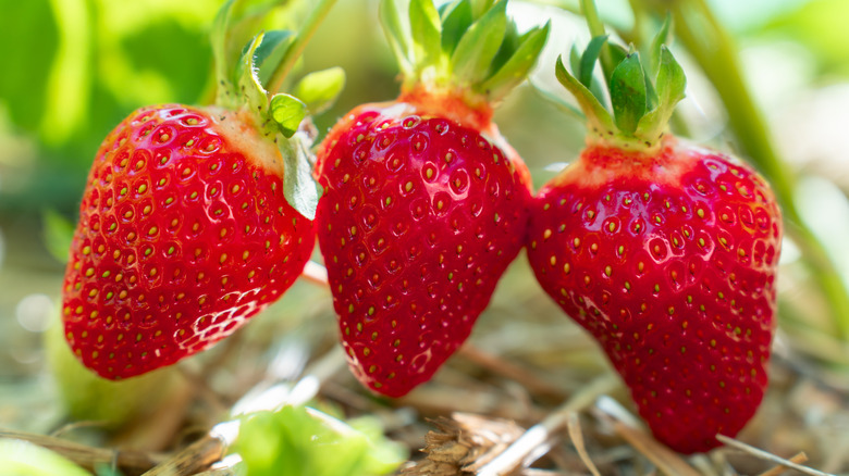 Fresh strawberries in the garden