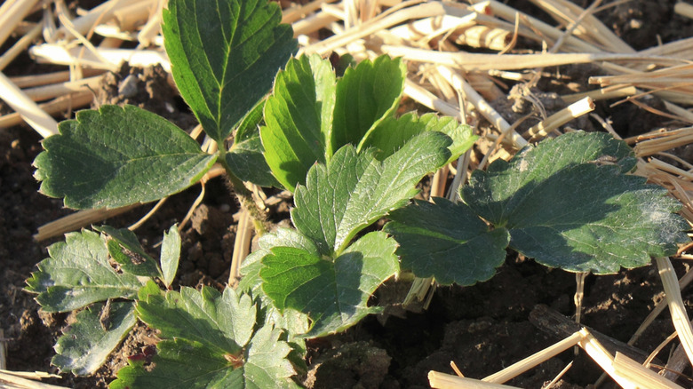 Fresh mulch under strawberry plant in the spring