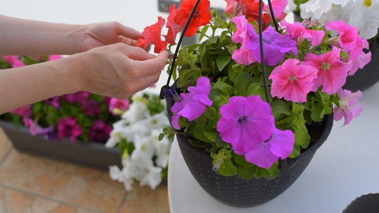 Hands tending to a hanging basket filled with colorful petunias