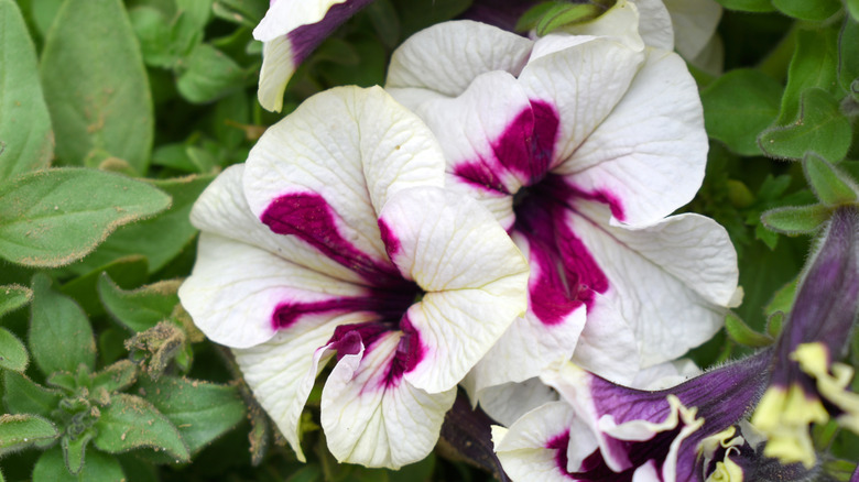 A close-up image of white petunias with maroon centers