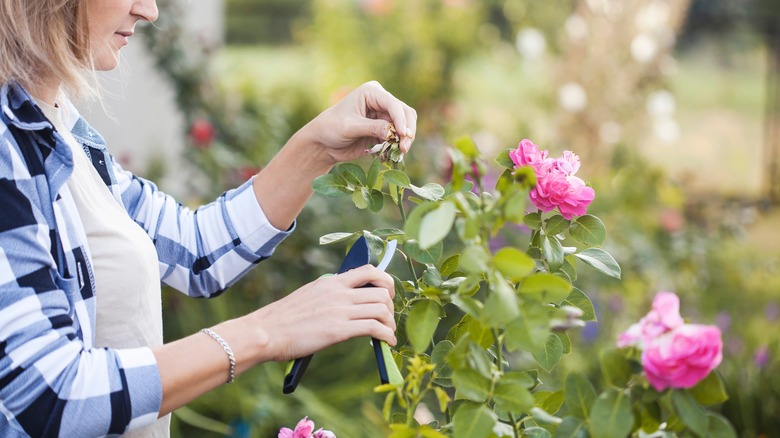 woman pruning flowers