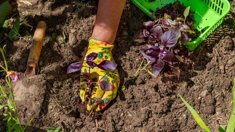 Close-up of a hand planting a sapling in soil