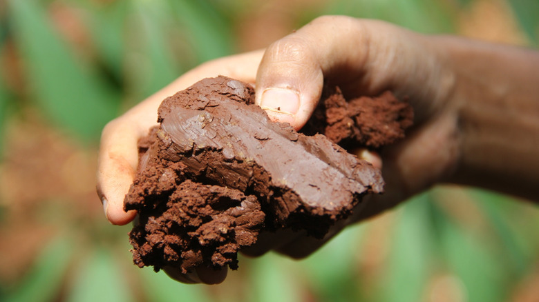 Close-up of a hand holding garden turf