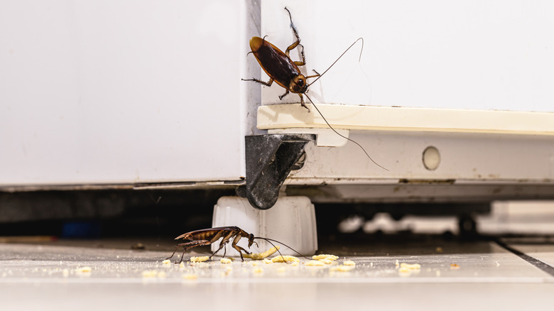 Cockroaches crawling on appliances eating crumbs.