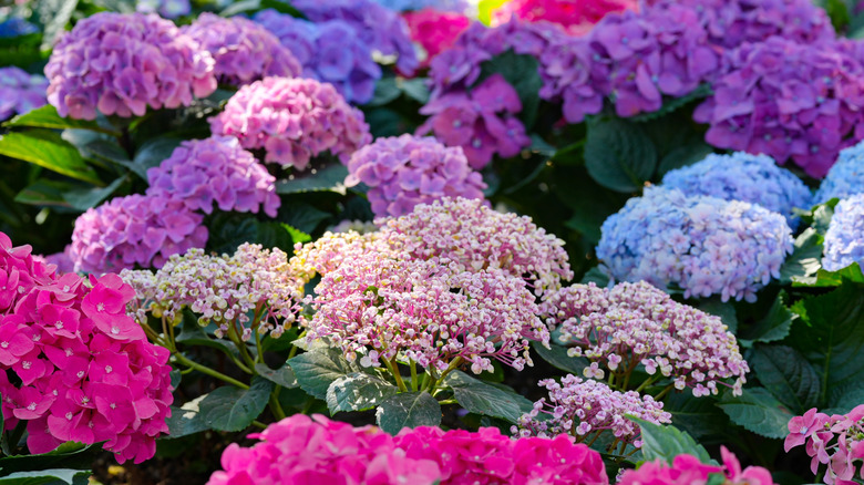 Several hydrangea varieties growing together in a rainbow of colors