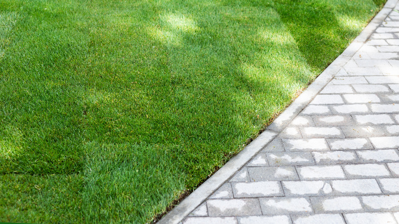 A lawn with perfectly trimmed edges abuts a paved pathway in a backyard.