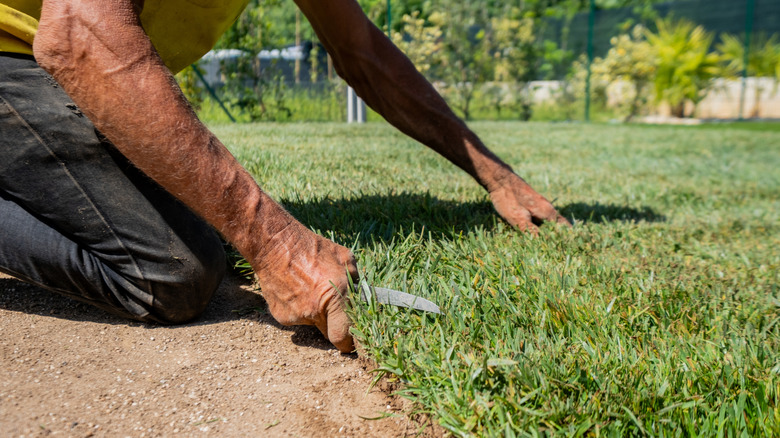 A gardener edges their lawn using a steak knife.