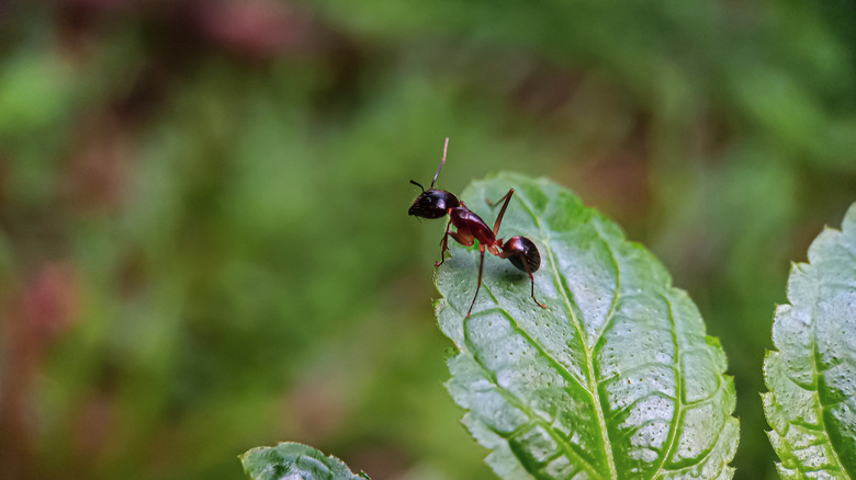 An ant perches on the tip of a green leaf.