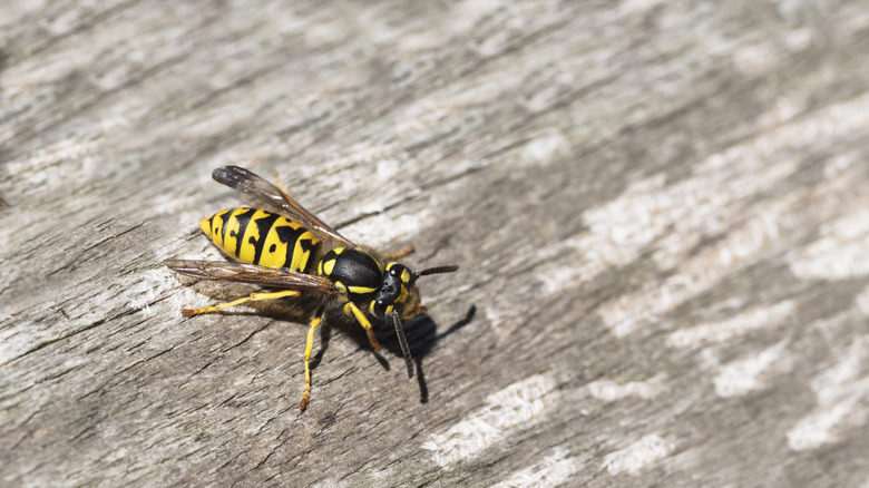 Yellow jacket on wood surface