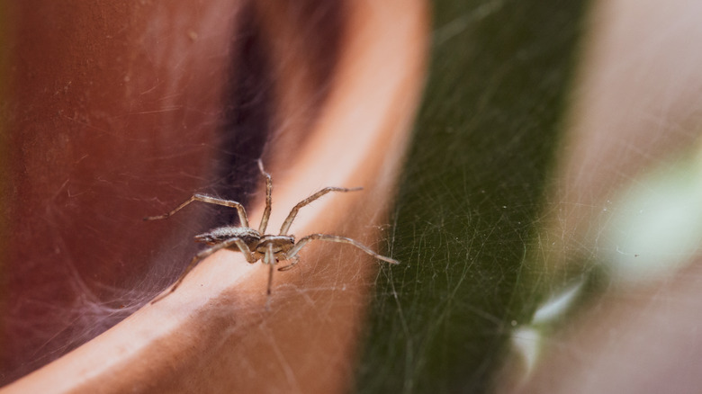 spider inside house