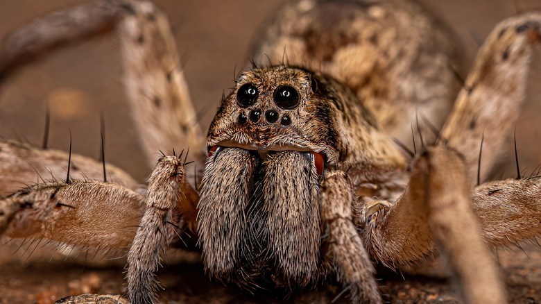 wolf spider close-up