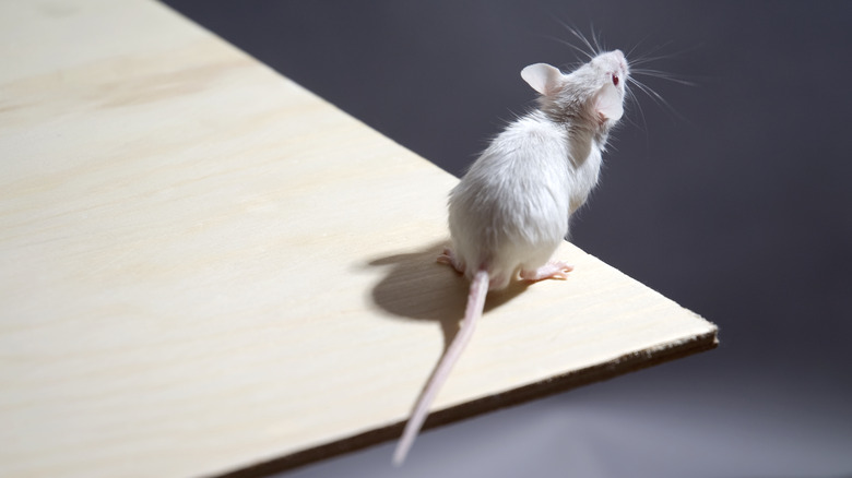 mouse on the edge of table