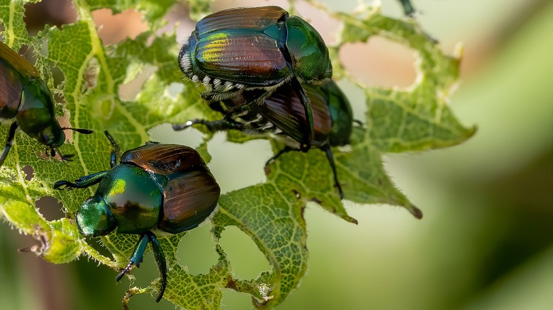 Japanese beetles feeding on leaves 