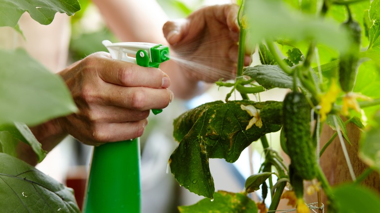 Spraying plants with cedar oil