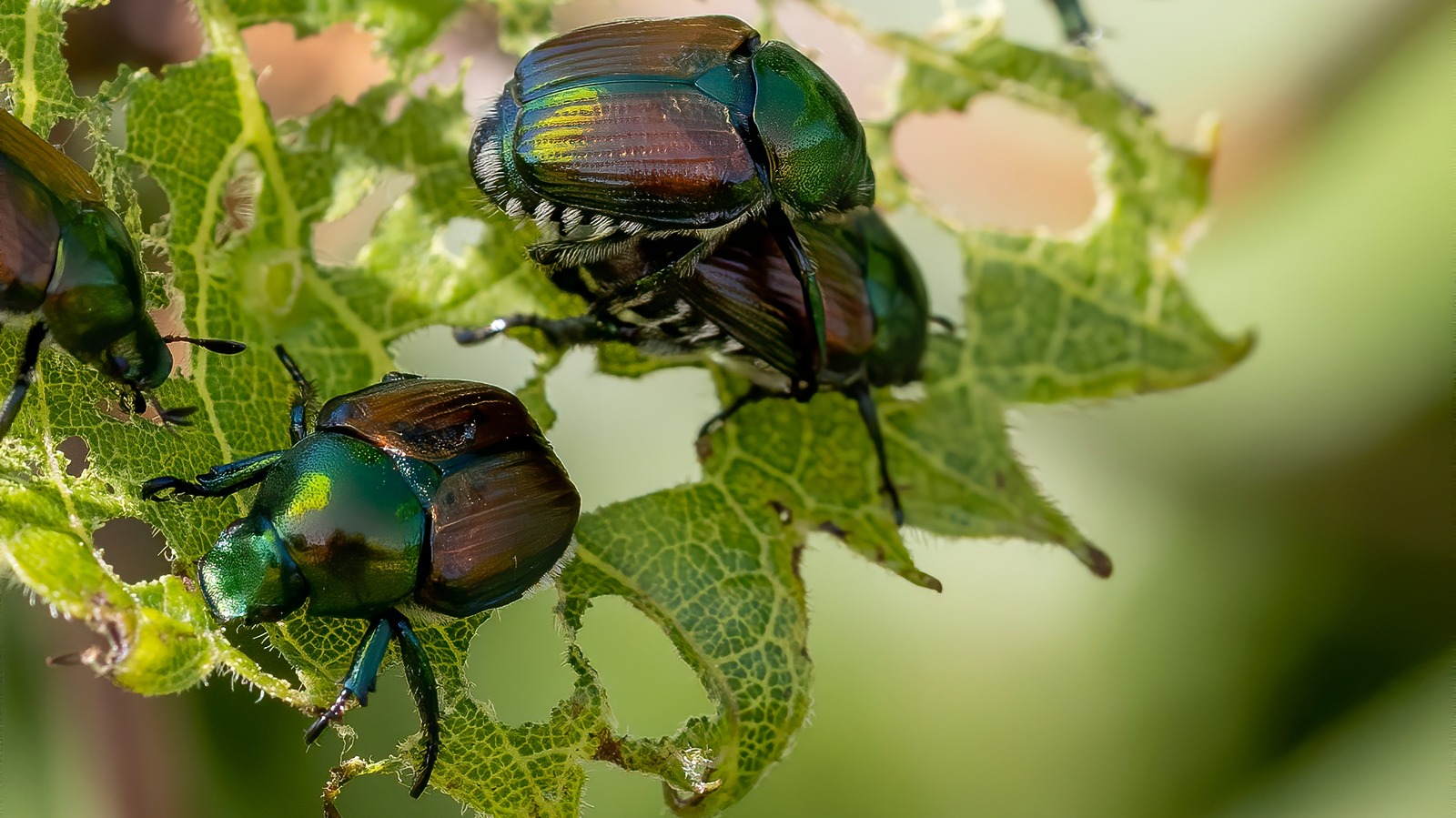 The Essential Oil You Need To Naturally Repel Pesky Japanese Beetles