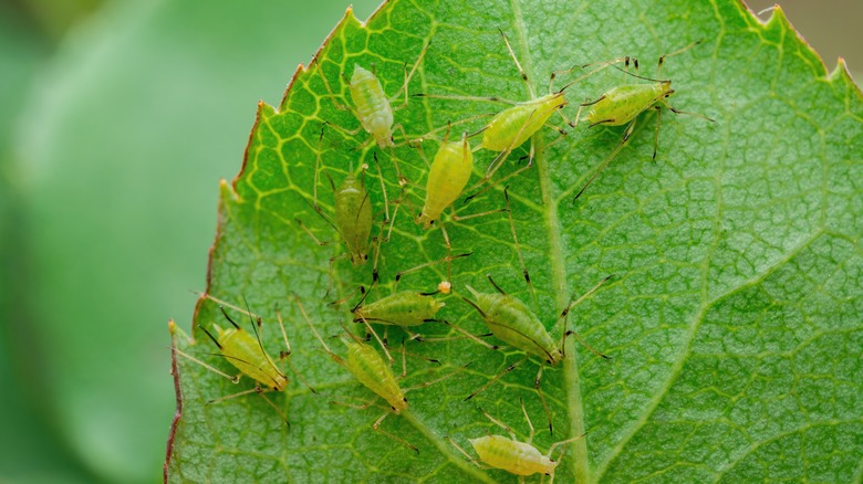 greenfly aphids
