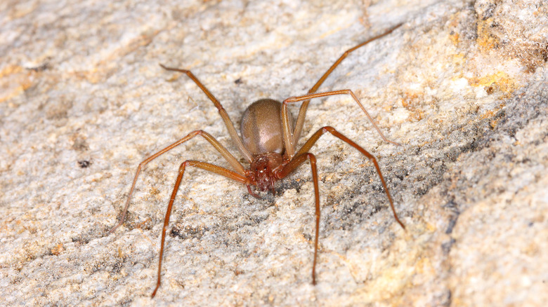 brown recluse spider