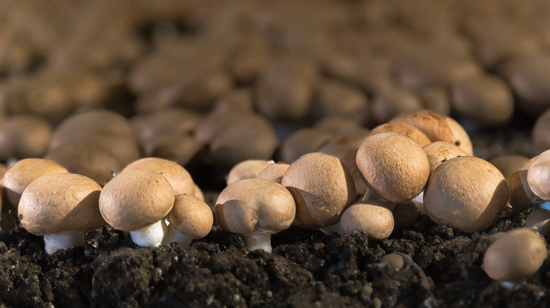 Mushroom garden full of small, tan mushroom caps and dark soil