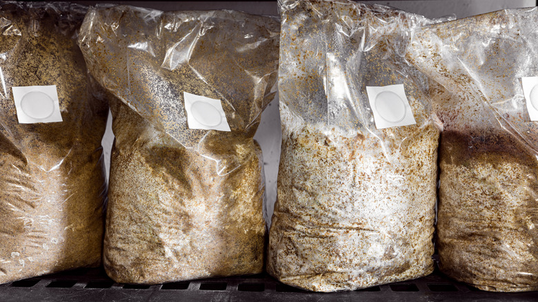 bags of prepared mushroom substrate