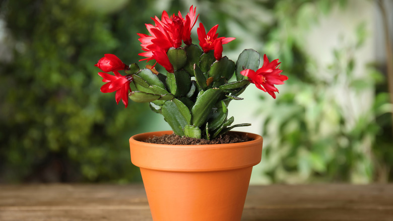 A small Christmas cactus in a terracotta pot sitting outdoors on a wooden table