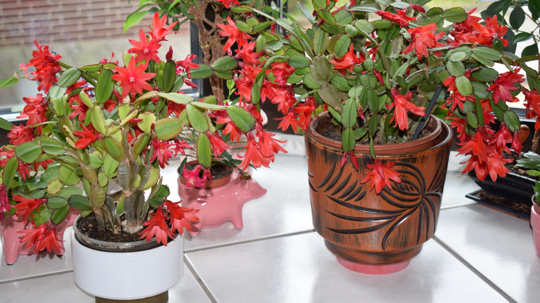 Two flowering Christmas cacti in pots on a windowsill surround by a few other plants