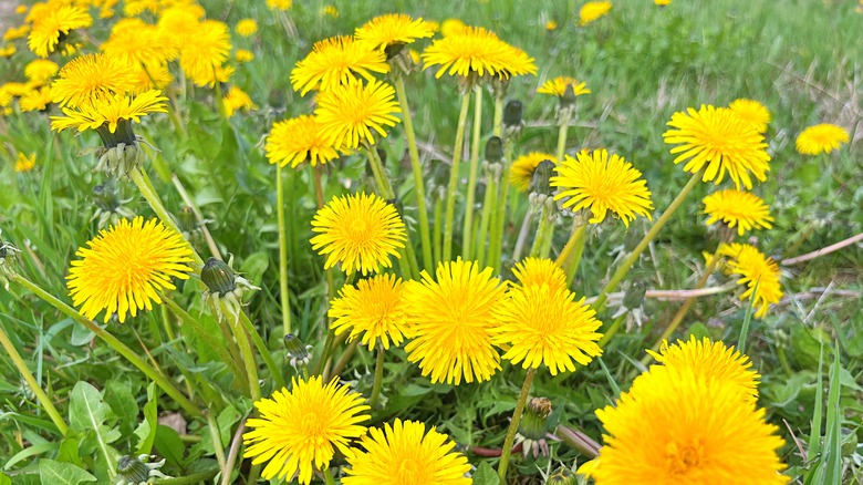 Crop of yellow dandelions in a yard, a scattering of eight or more flowers